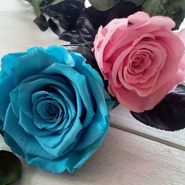 Une fleur rose et une bleue